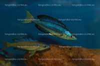 /album/fotogaleria-cyprichromis-microlepidotus-bulupoint/obra%cc%81zok-215-jpg/